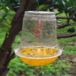 Fruit Fly-Melon Fly Lure